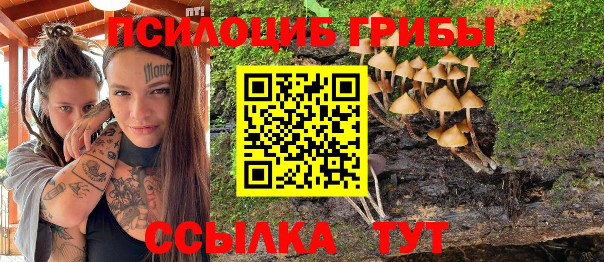 Псилоцибиновые грибы Psilocybe Коломна